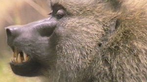 Poster for Inside the Animal Mind Part Two: Do Animals Have Emotions?