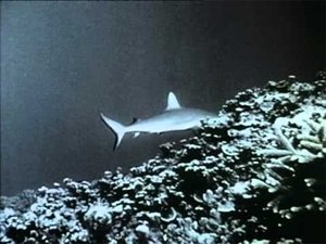 Poster for Dolphin Patrol