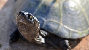Poster for The Reptiles: Turtles and Tortoises