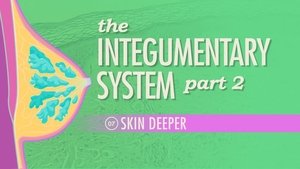 Poster for The Integumentary System, Part 2 - Skin Deeper