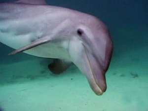 Poster for Dolphins