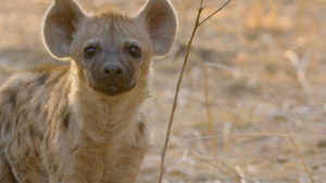 Poster for The Lost Prince