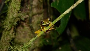 Poster for Fabulous Frogs