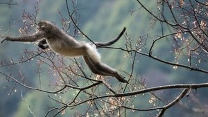 Poster for Mystery Monkeys of Shangri-La
