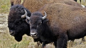 Poster for American Buffalo: Spirit of a Nation