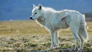 Poster for White Falcon, White Wolf