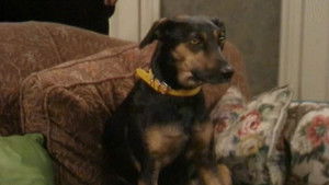 Poster for If the Dog Collar Fits, Wear It