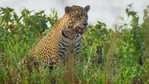 Poster for Pantanal: Brazil's Wild Heart
