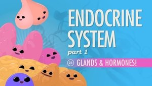Poster for Endocrine System, Part 1 - Glands & Hormones