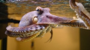 Poster for Octopus: Making Contact