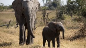 Poster for Naledi: One Little Elephant