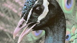 Poster for Inside the Animal Mind Part One: Are Animals Intelligent?
