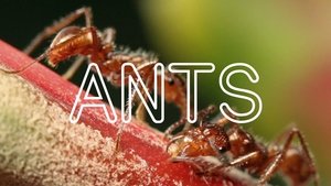 Poster for ANTS!