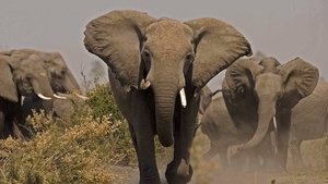 Poster for Soul of the Elephant