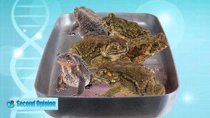 Poster for Zits, Boils & Lesions Poster for Zits, Boils & Lesions