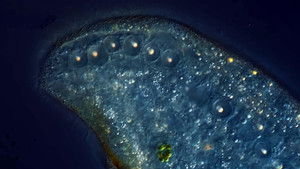 Poster for We Dipped Our Lens in Oil to See More Detail