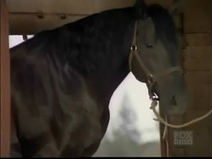 Poster for Stallion