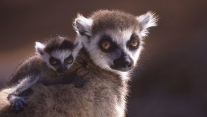 Poster for A Lemur's Tale