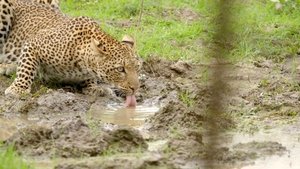 Poster for A Leopard's Last Stand