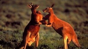 Poster for Big Red Roos