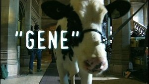 Poster for "Gene" A Tale of Two (Actually Three) Bovines Poster for "Gene" A Tale of Two (Actually Three) Bovines