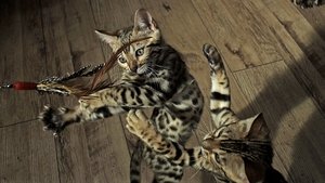 Poster for Pets: Wild At Heart: Playful Creatures