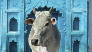 Poster for Holy Cow