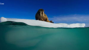 Poster for Alzheimer's, fighting fires, energy from organic waste Poster for Alzheimer's, fighting fires, energy from organic waste