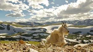 Poster for Born in the Rockies 02: Growing Up