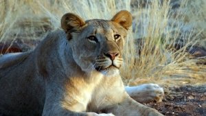 Poster for The Desert Lions