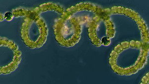 Poster for Getting to the Root of Nitrogen Fixation