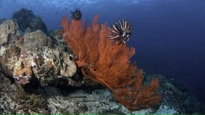 Poster for Coral Reef