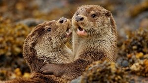 Poster for Charlie and the Curious Otters