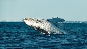 Poster for Humpback Song