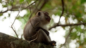 Poster for Episode 46