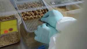 Poster for The Road to Asylum/Lab Rat Nation