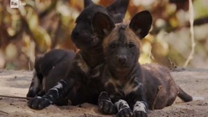 Poster for The wild dogs