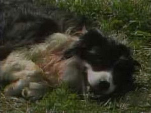 Poster for Sheep in Wolf's Clothing