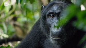 Poster for Courtship in the rainforests
