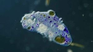 Poster for The Gruesome Tale of the Hitchhiking Parasite