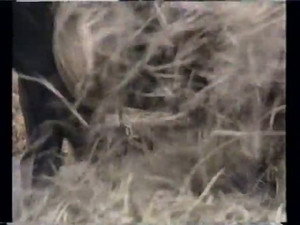 Poster for Episode 49 Poster for Episode 49