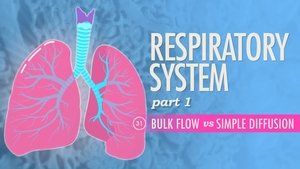 Poster for Respiratory System, Part 1