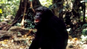 Poster for Jane Goodall's Wild Chimpanzees