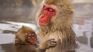 Poster for Primates