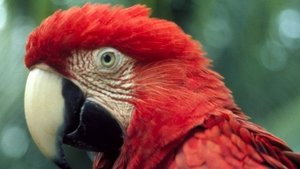 Poster for The Real Macaw
