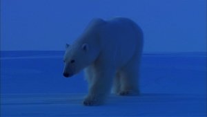 Poster for Bears of the Last Frontier: Arctic Wanderers