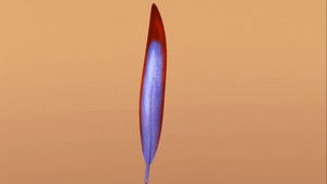 Poster for Now with Feathers!