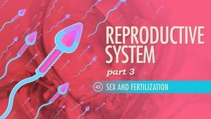 Poster for Reproductive System, Part 3 - Sex & Fertilization
