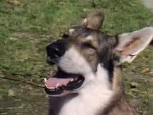 Poster for Fast Freddie