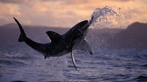 Poster for Sharkland
